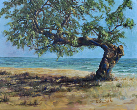Knotty Beach Tree by Beth Maddox